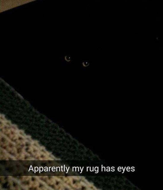 Snapchat Photos That Prove Cats Are Hilarious (29 pics)