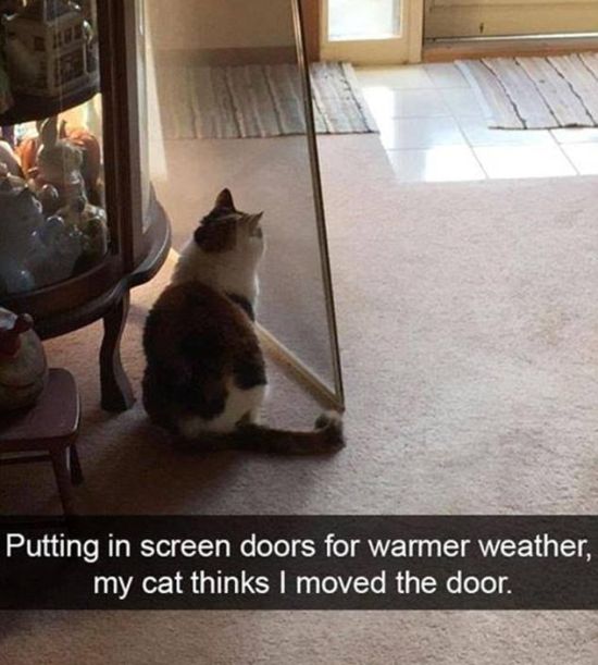 Snapchat Photos That Prove Cats Are Hilarious (29 pics)