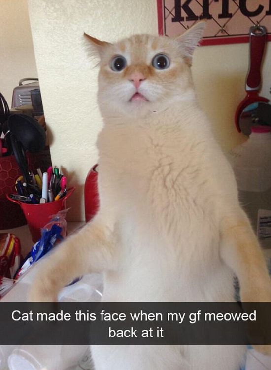 Snapchat Photos That Prove Cats Are Hilarious (29 pics)