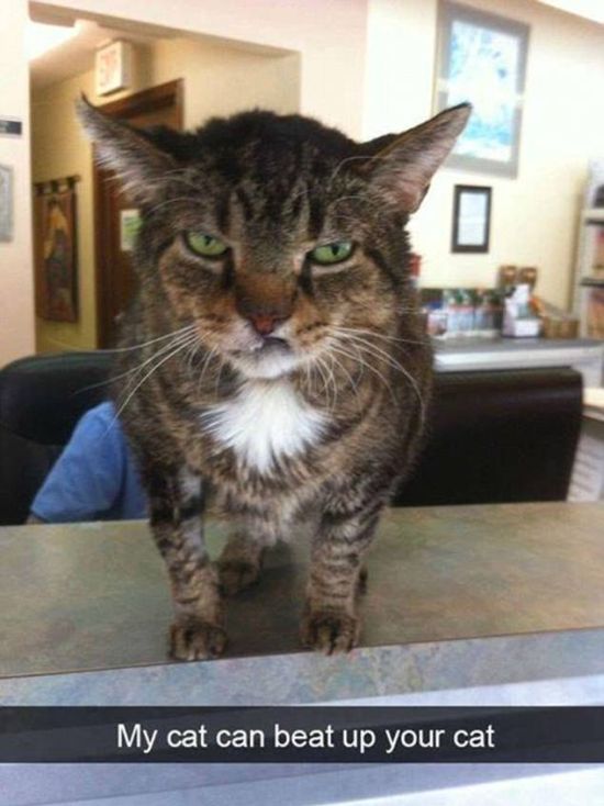 Snapchat Photos That Prove Cats Are Hilarious (29 pics)