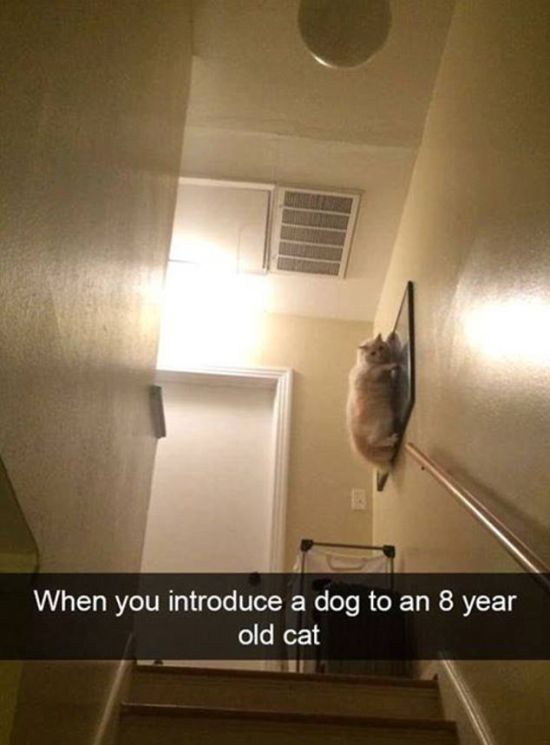 Snapchat Photos That Prove Cats Are Hilarious (29 pics)