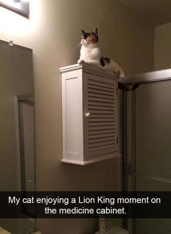 Snapchat Photos That Prove Cats Are Hilarious (29 pics)