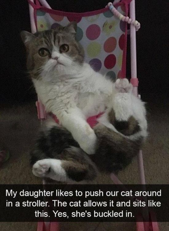 Snapchat Photos That Prove Cats Are Hilarious (29 pics)