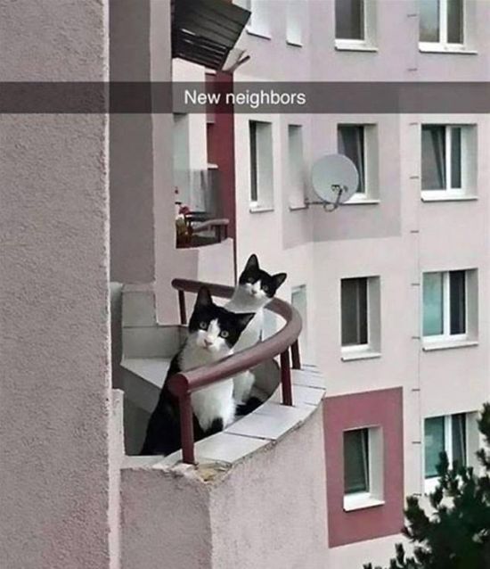 Snapchat Photos That Prove Cats Are Hilarious (29 pics)