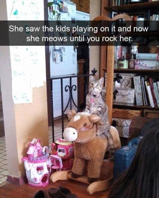 Snapchat Photos That Prove Cats Are Hilarious (29 pics)