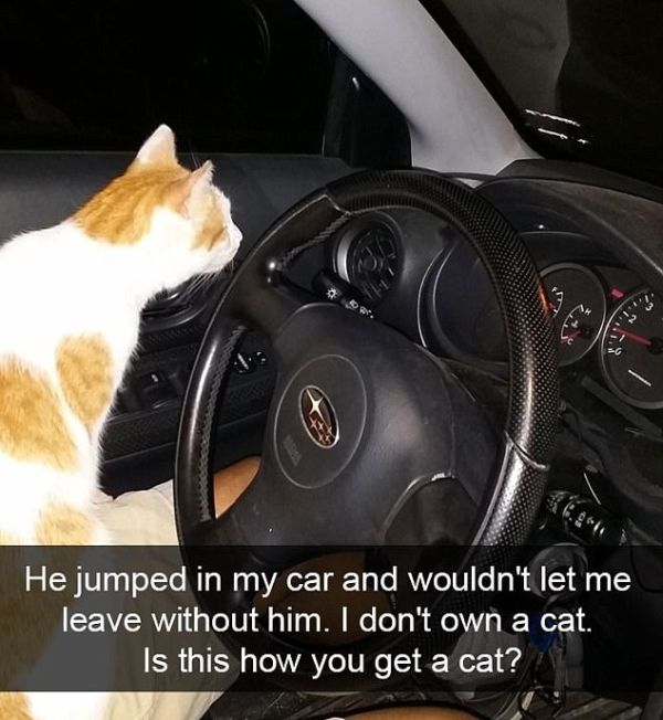 Snapchat Photos That Prove Cats Are Hilarious (29 pics)