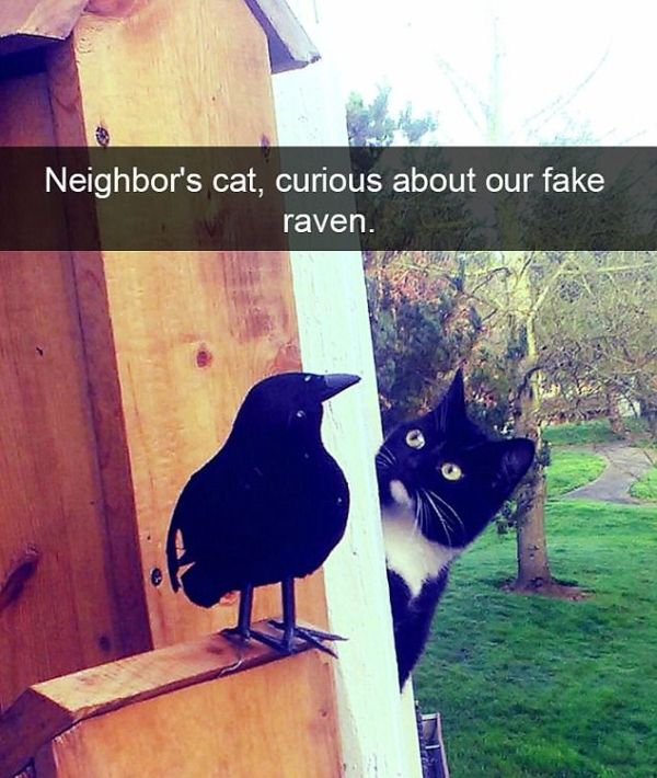 Snapchat Photos That Prove Cats Are Hilarious (29 pics)