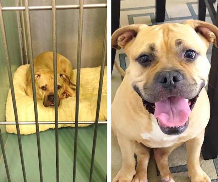 Animals Before And After The Adoption (32 pics)