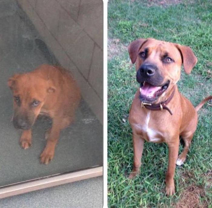 Animals Before And After The Adoption (32 pics)