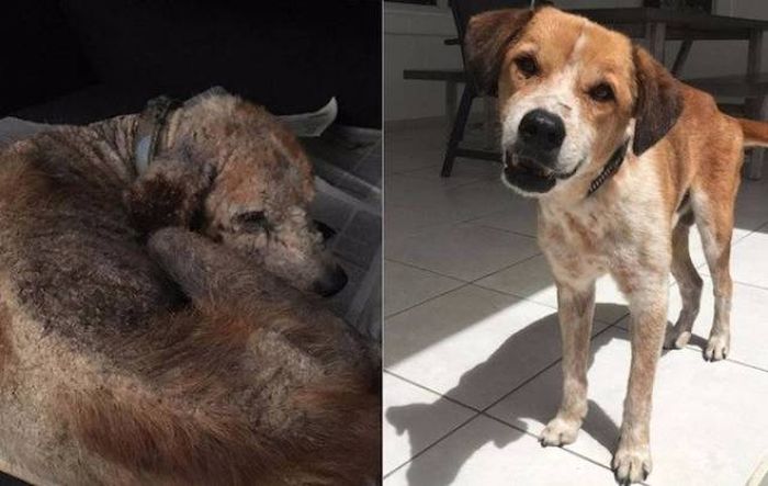 Animals Before And After The Adoption (32 pics)