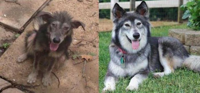 Animals Before And After The Adoption (32 pics)