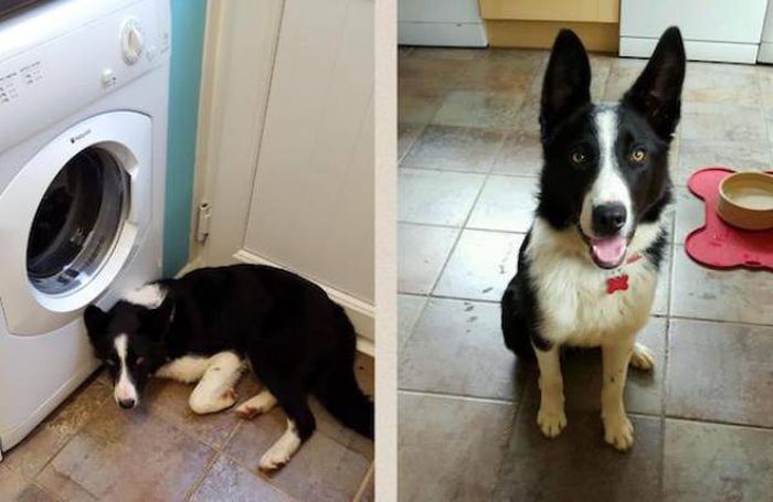 Animals Before And After The Adoption (32 pics)