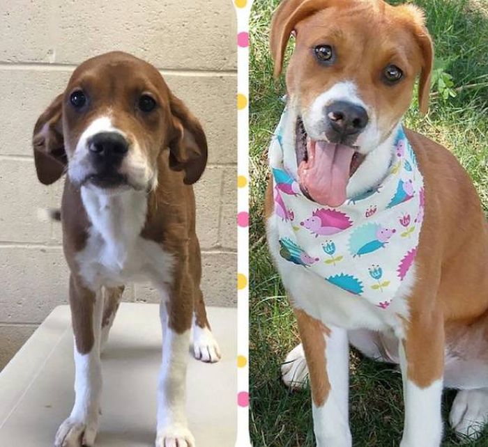 Animals Before And After The Adoption (32 pics)