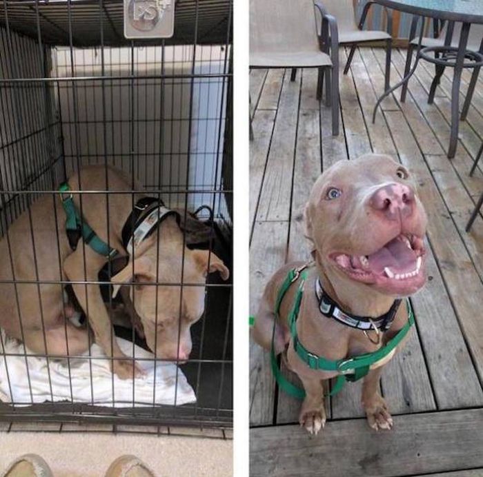 Animals Before And After The Adoption (32 pics)