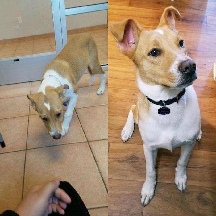 Animals Before And After The Adoption (32 pics)