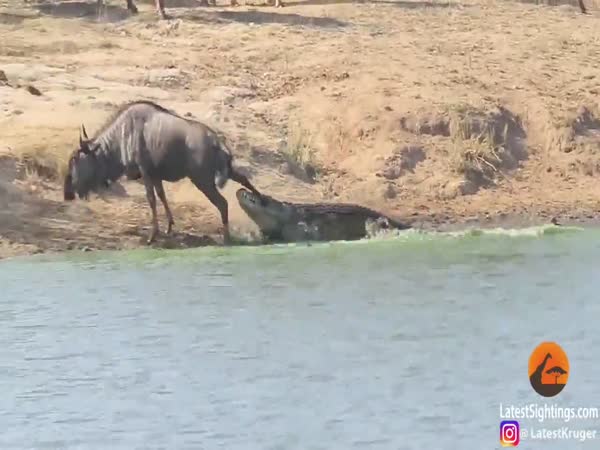Hippo Attacks Crocodile To Save Antelope