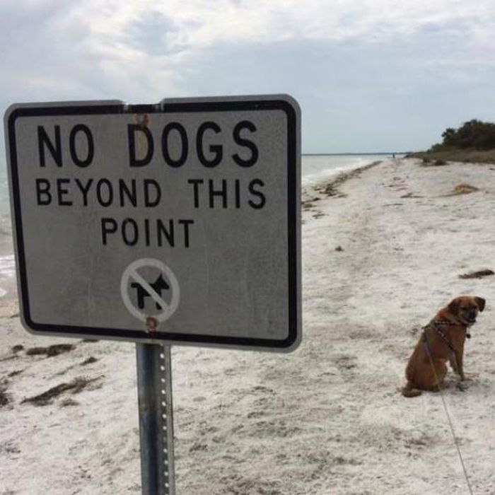 Animals Don’t Care About The Rules As Well (45 pics)