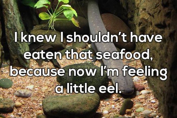Selection Of Dad Jokes (25 pics)