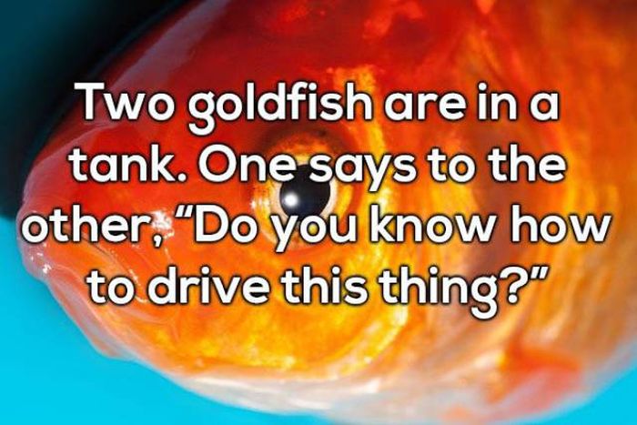 Selection Of Dad Jokes (25 pics)