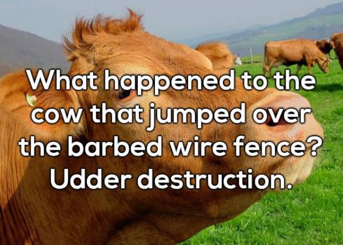 Selection Of Dad Jokes (25 pics)