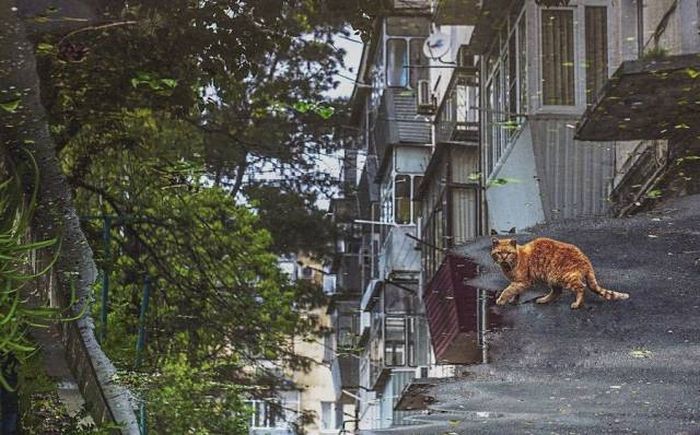 Acid Picdump (93 pics)