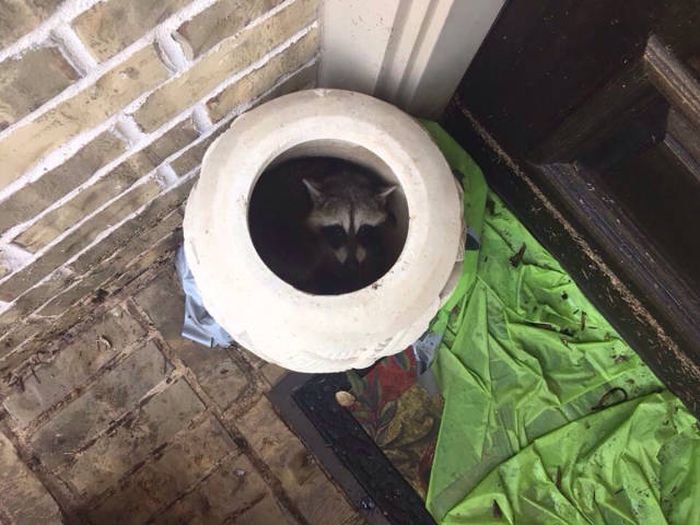 Acid Picdump (93 pics)