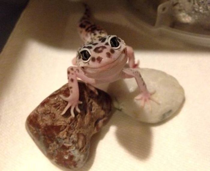 Acid Picdump (93 pics)