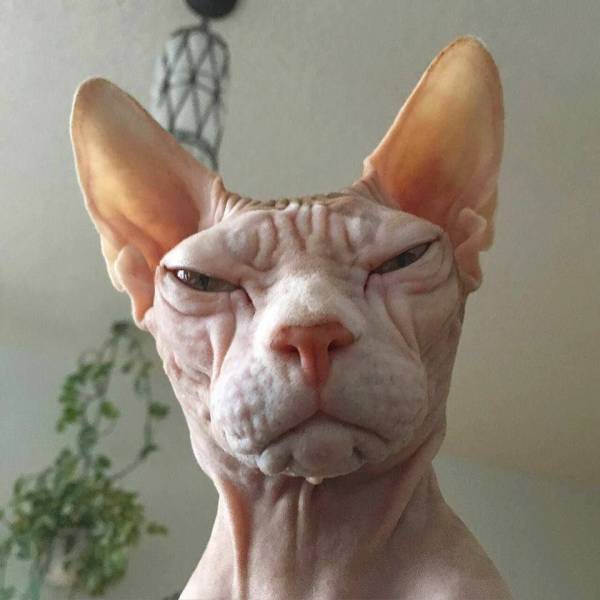 Acid Picdump (93 pics)