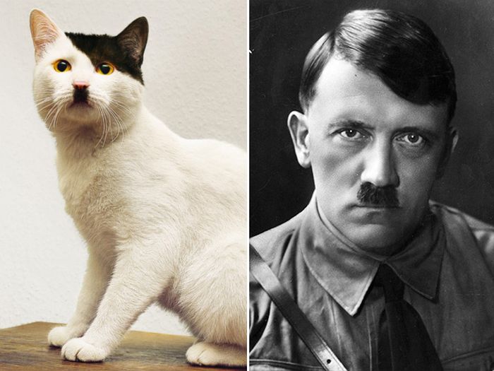 Cats That Look Like Celebrities (18 pics)