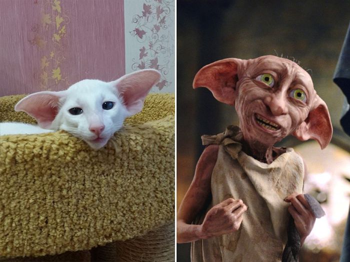 Cats That Look Like Celebrities (18 pics)