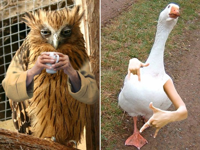 Human-Bird Hybrids (15 pics)