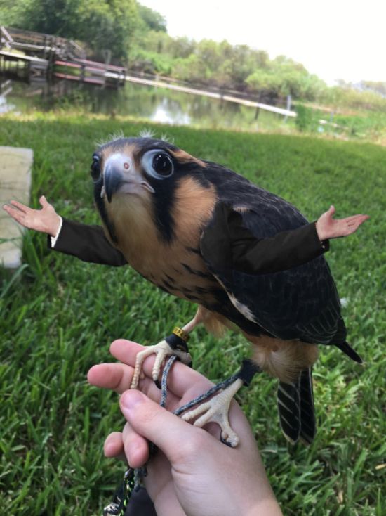 Human-Bird Hybrids (15 pics)