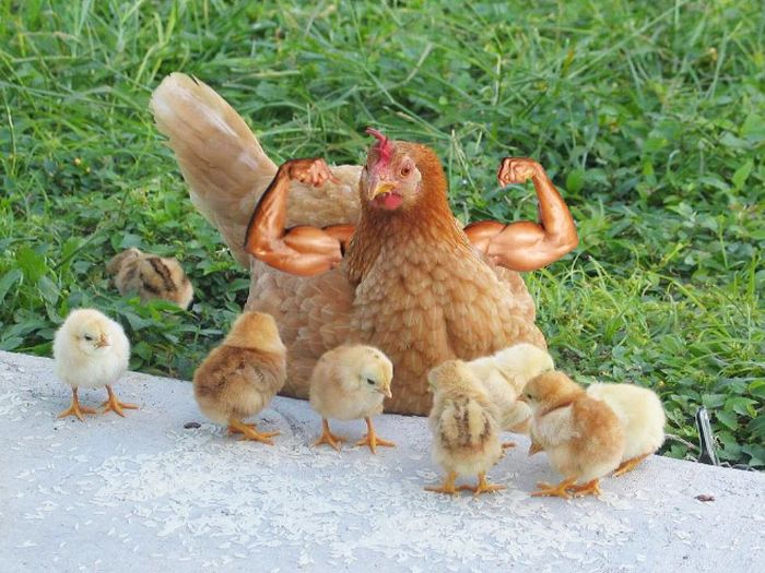 Human-Bird Hybrids (15 pics)