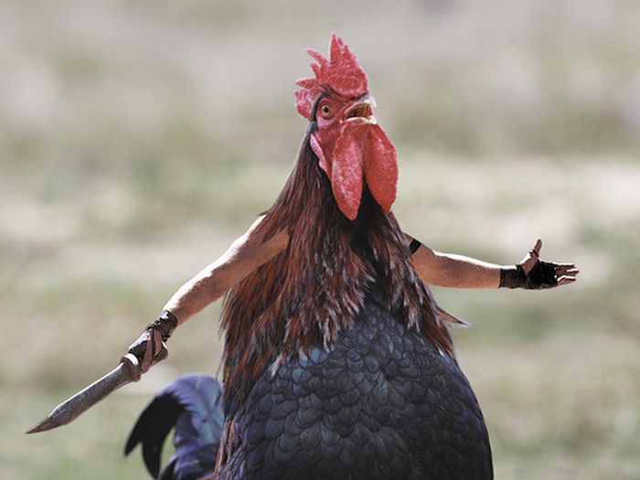 Human-Bird Hybrids (15 pics)