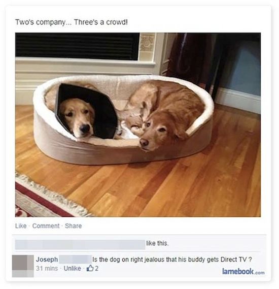 Funny Facebook Photo Comments (21 pics)
