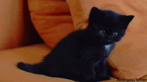 Acid Gifdump, September 05, 2017 (25 gifs)