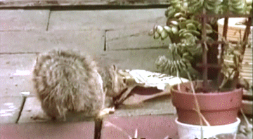 Acid Gifdump, September 05, 2017 (25 gifs)
