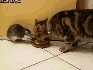 Acid Gifdump, September 05, 2017 (25 gifs)