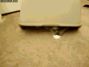 Acid Gifdump, September 05, 2017 (25 gifs)