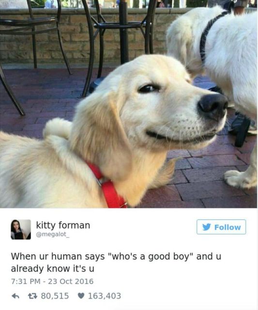 Dog Owners Share Laugh-Out-Loud Snaps Of Their Pets (13 pics)