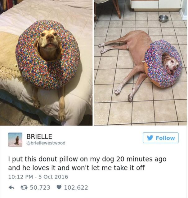 Dog Owners Share Laugh-Out-Loud Snaps Of Their Pets (13 pics)