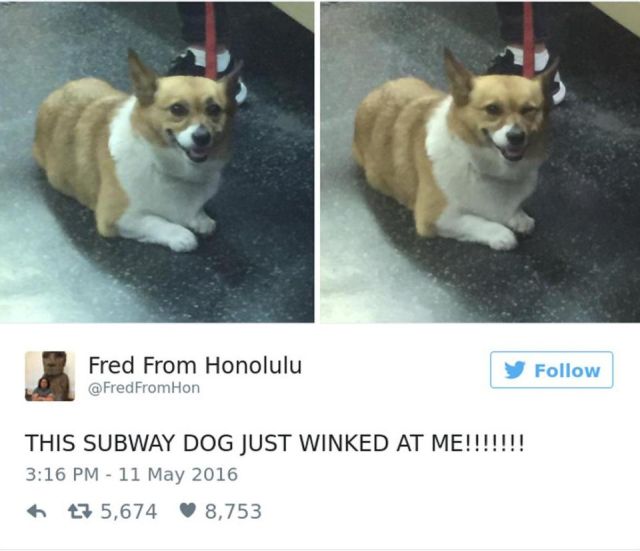 Dog Owners Share Laugh-Out-Loud Snaps Of Their Pets (13 pics)