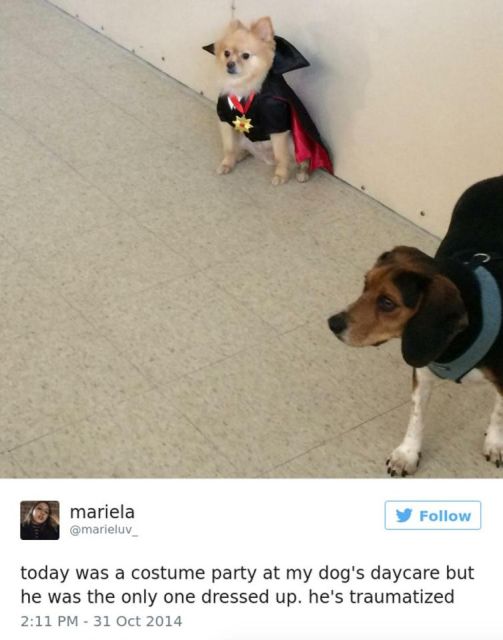 Dog Owners Share Laugh-Out-Loud Snaps Of Their Pets (13 pics)