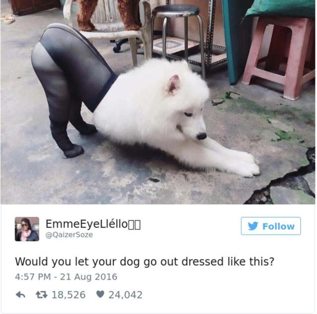 Dog Owners Share Laugh-Out-Loud Snaps Of Their Pets (13 pics)