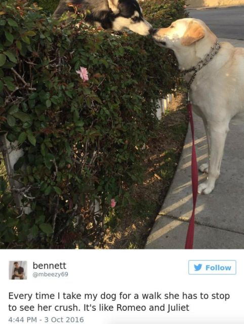 Dog Owners Share Laugh-Out-Loud Snaps Of Their Pets (13 pics)