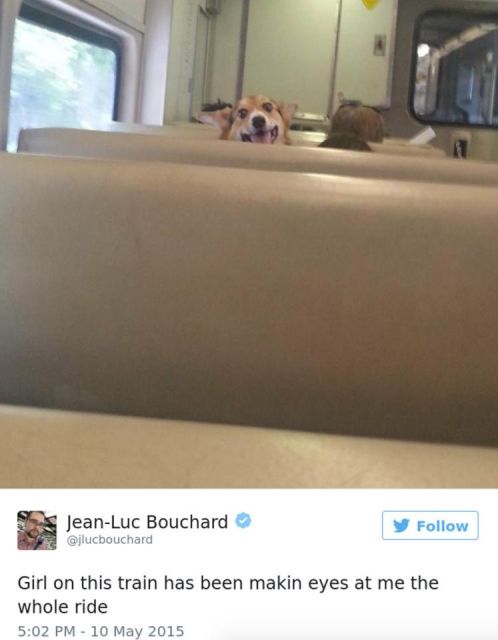 Dog Owners Share Laugh-Out-Loud Snaps Of Their Pets (13 pics)