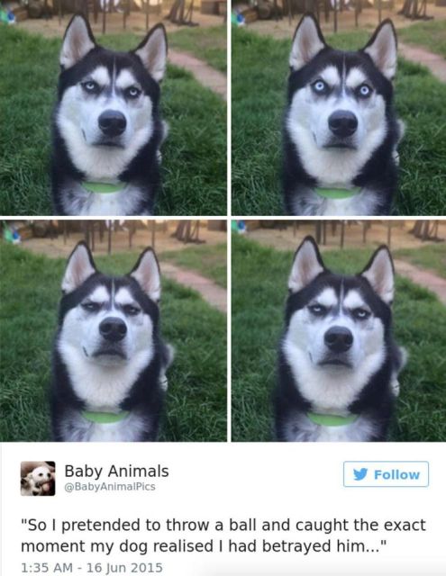 Dog Owners Share Laugh-Out-Loud Snaps Of Their Pets (13 pics)