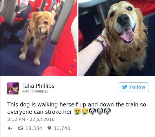 Dog Owners Share Laugh-Out-Loud Snaps Of Their Pets (13 pics)