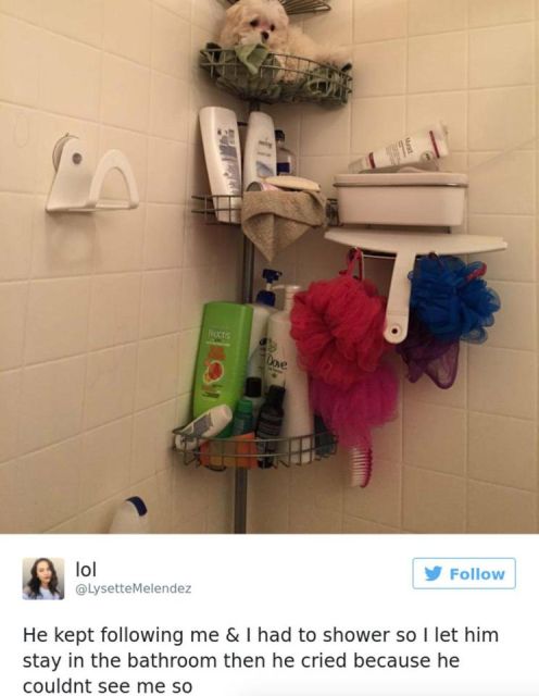 Dog Owners Share Laugh-Out-Loud Snaps Of Their Pets (13 pics)