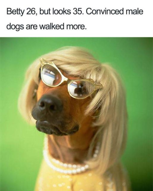Dogs With Bios Is Just A Perfect Combination (40 pics)